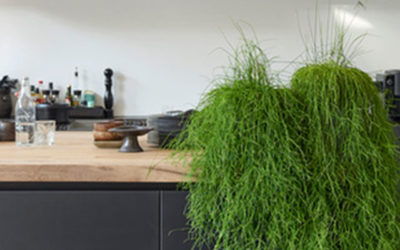 Rhipsalis: Woonplant van de maand november