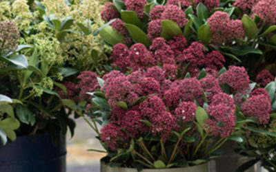 Skimmia: Tuinplant van de maand november