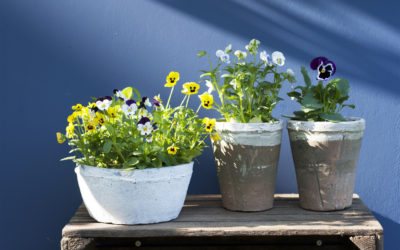 Tuinplant van de Maand oktober: Viooltje