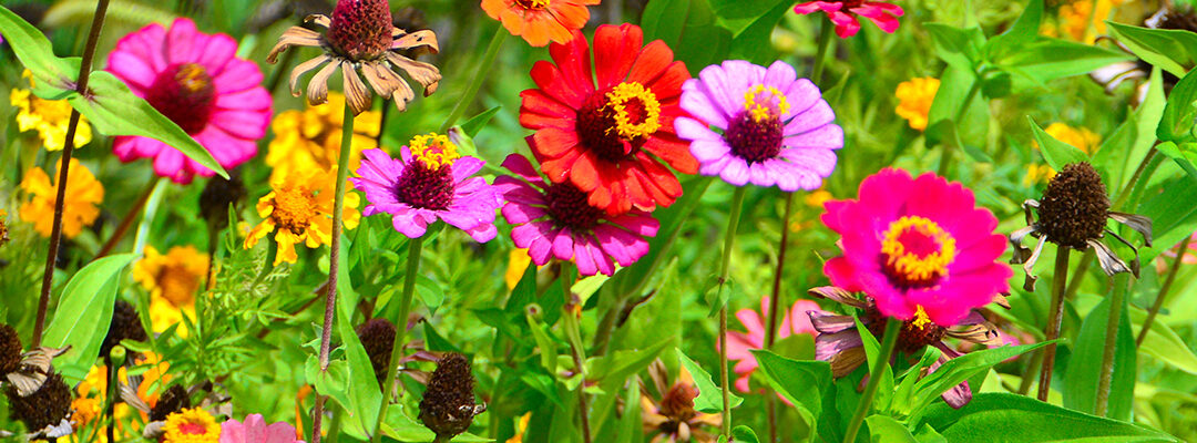 Tuintips juni