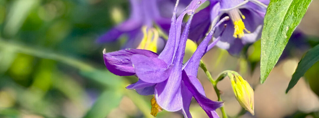 Planten juli