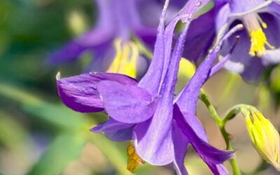 Planten juli