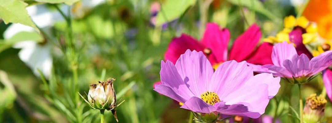 Veel bloemen met kleur!