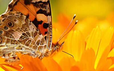 Biodiversiteit
