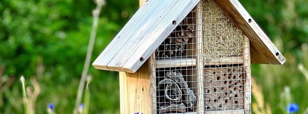 Insecten, vogels en egels in je tuin!